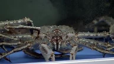 4K帝王蟹梭子蟹海鲜市场实拍视频的预览图